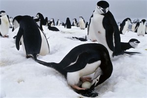 ANTARCTICA