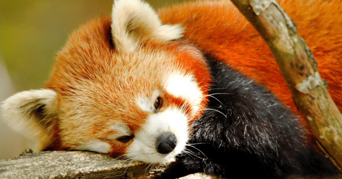 Un panda roux Un panda roux