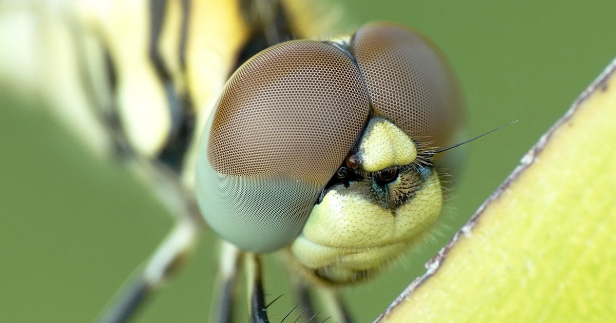 visuel macro
